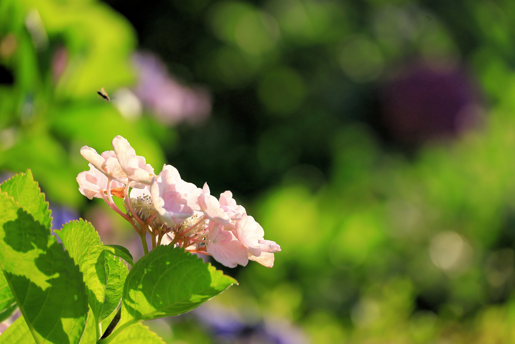 ピンクの紫陽花