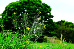 大木を背景に芥子菜