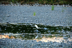 夕日が映った川とサギ