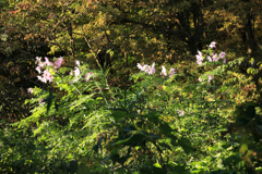 晩秋の弘法山　皇帝ダリア