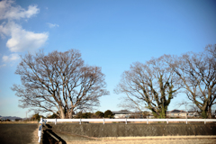 川沿いにそびえる大木