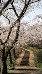 馬場道の春