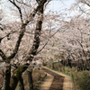 馬場道の春