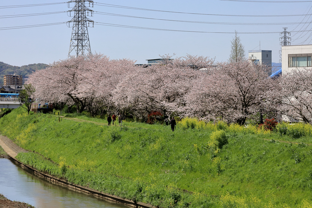 渋田川沿いの散策路