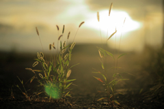 夕陽とねこじゃらし