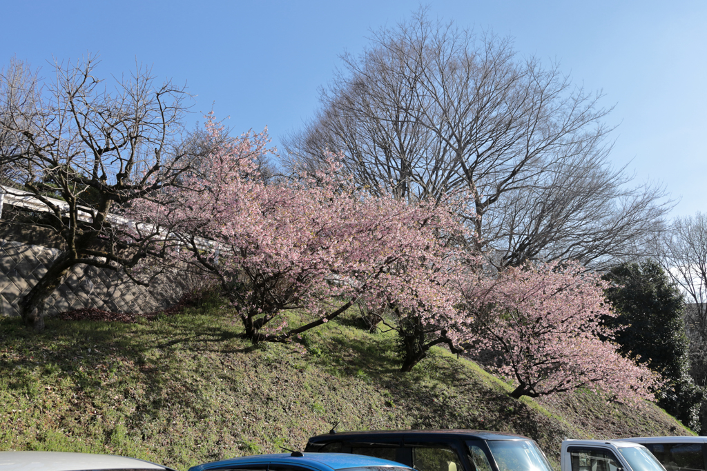 駐車場に植えられた河津桜