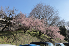駐車場に植えられた河津桜