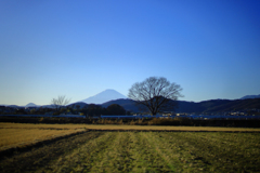 大好きな一本木