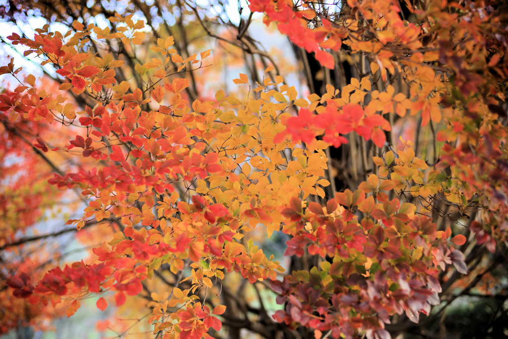 紅葉と黄葉