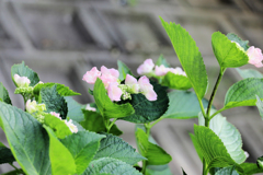 咲き始めた紫陽花