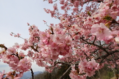 おおいゆめの里　河津桜が雪崩れ込む
