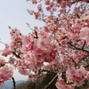 おおいゆめの里　河津桜が雪崩れ込む