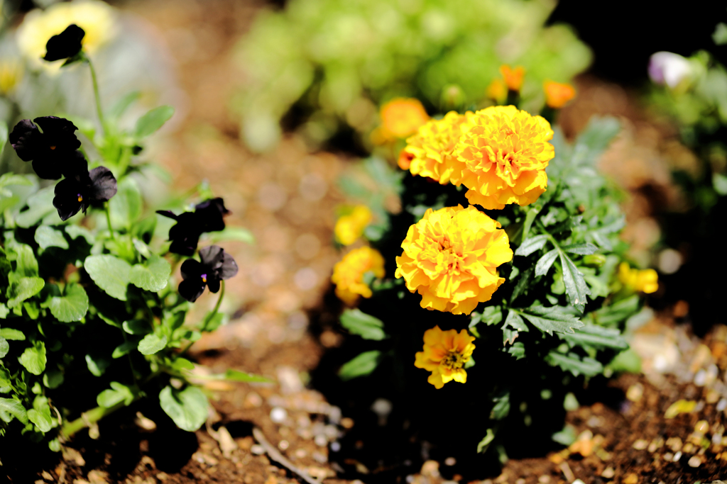 マリーゴールド