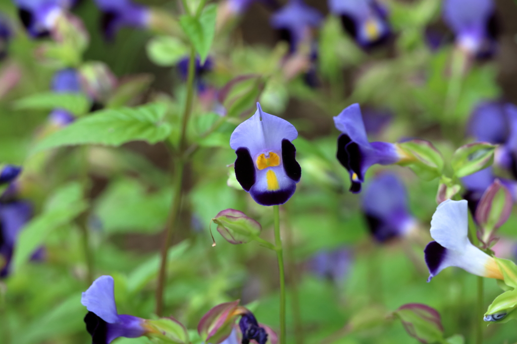 こちらを向いたハナウリクサ