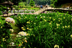 遊歩道を眺める紫陽花