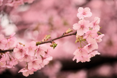 戸川公園の河津桜