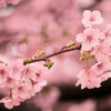 戸川公園の河津桜
