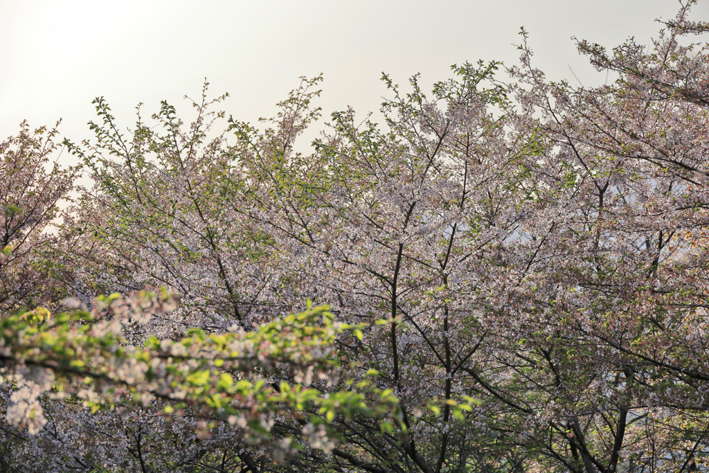 葉桜