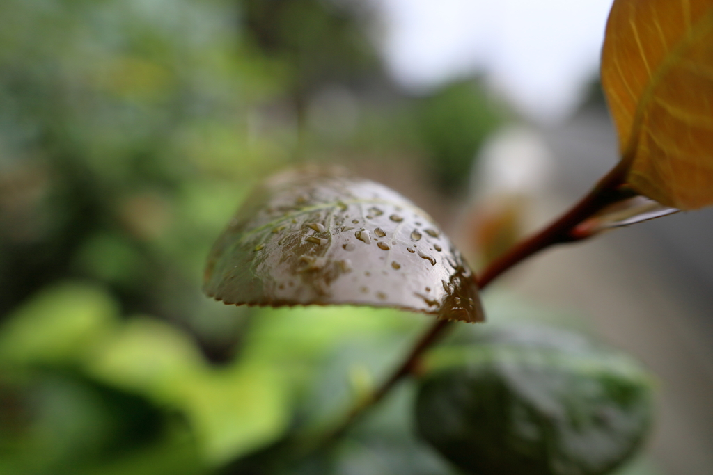 カキツバタの新芽