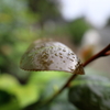カキツバタの新芽