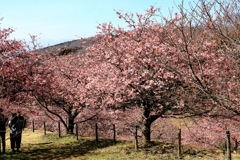 おおいゆめの里の桜