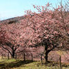 おおいゆめの里の桜