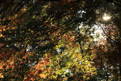 晩秋の弘法山　二重光芒