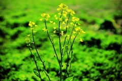 真っ直ぐに伸びない菜の花