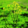 真っ直ぐに伸びない菜の花