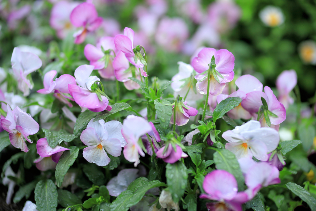 うなじが綺麗なビオラ