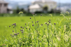 ダキバアレチハナガサ