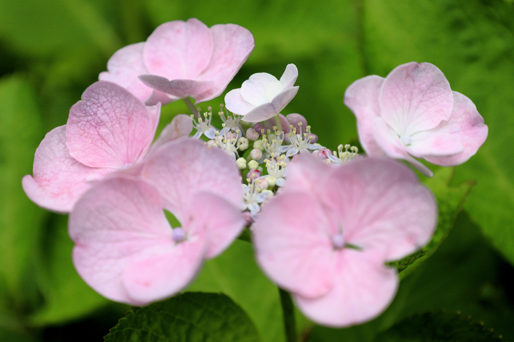 雨上がりの紫陽花