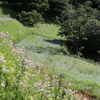 弘法山のネモフィラ畑
