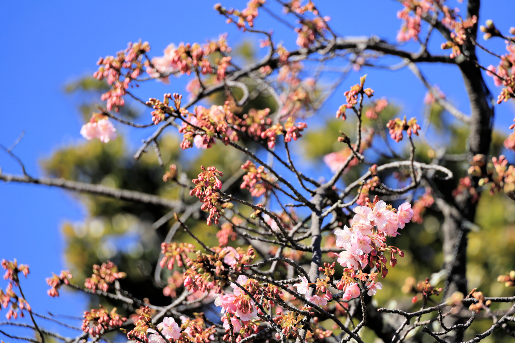 江ノ島観光　早咲きの桜