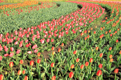 戸川公園のチューリップ畑