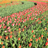 戸川公園のチューリップ畑