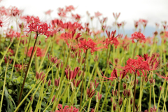 彼岸花のたけくらべ