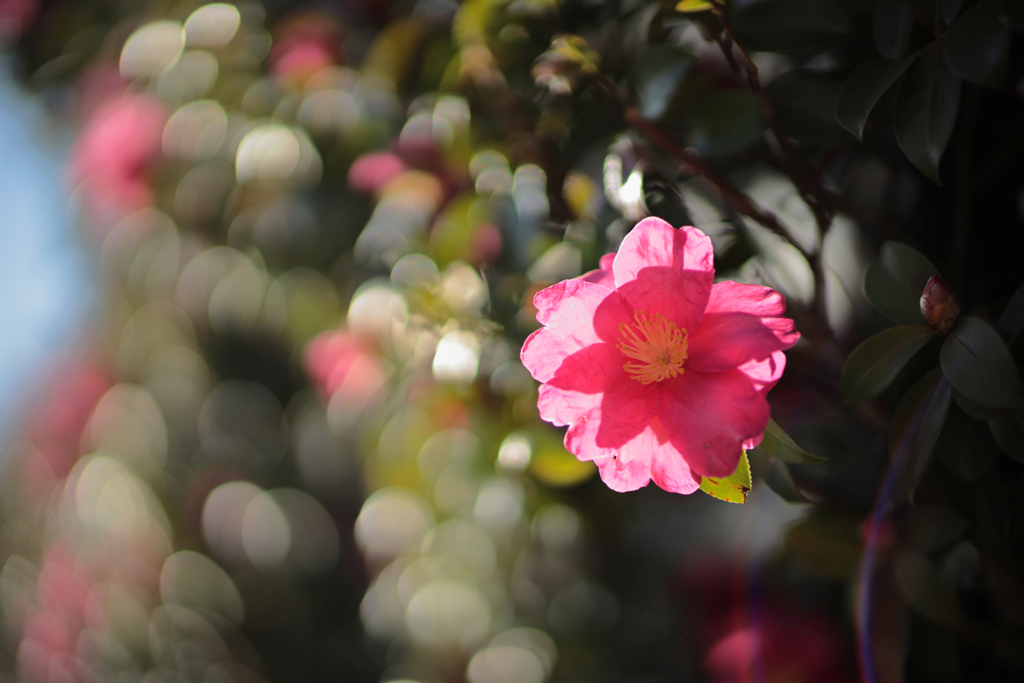 山茶花