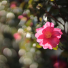 山茶花