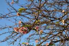 初冬に咲く桜