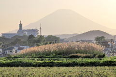 枯れ草と富士山