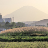 枯れ草と富士山