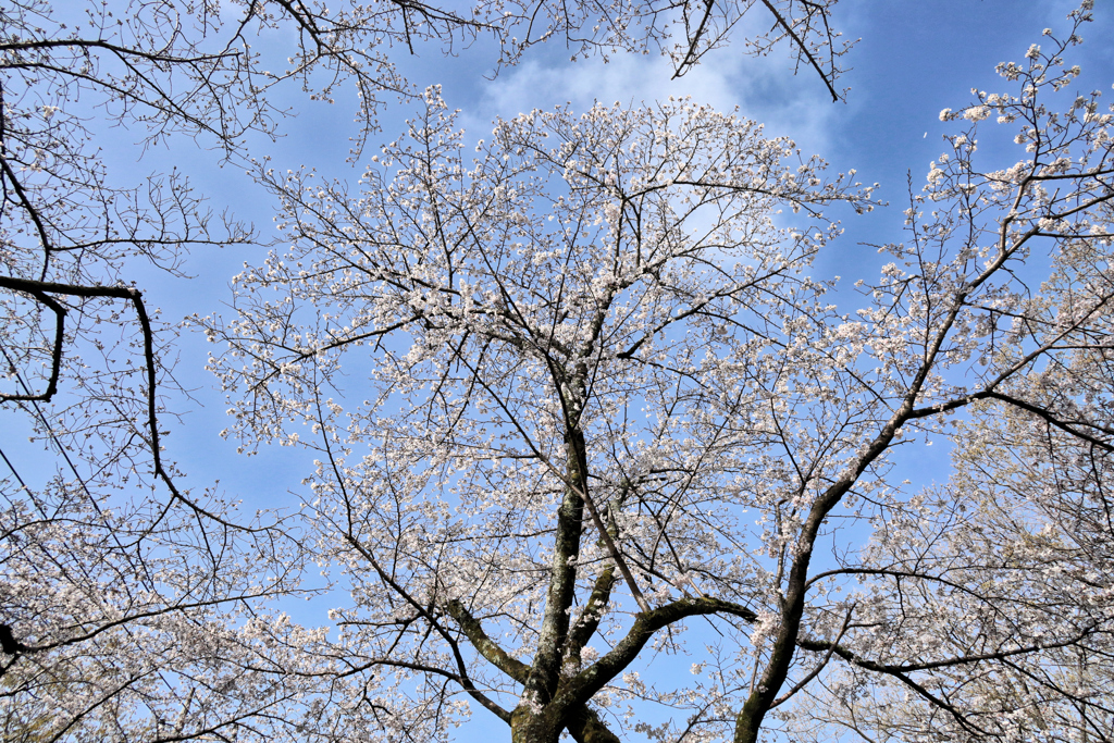 弘法山の春