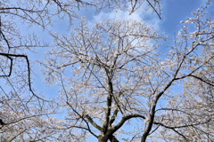 弘法山の春
