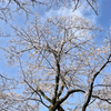 弘法山の春