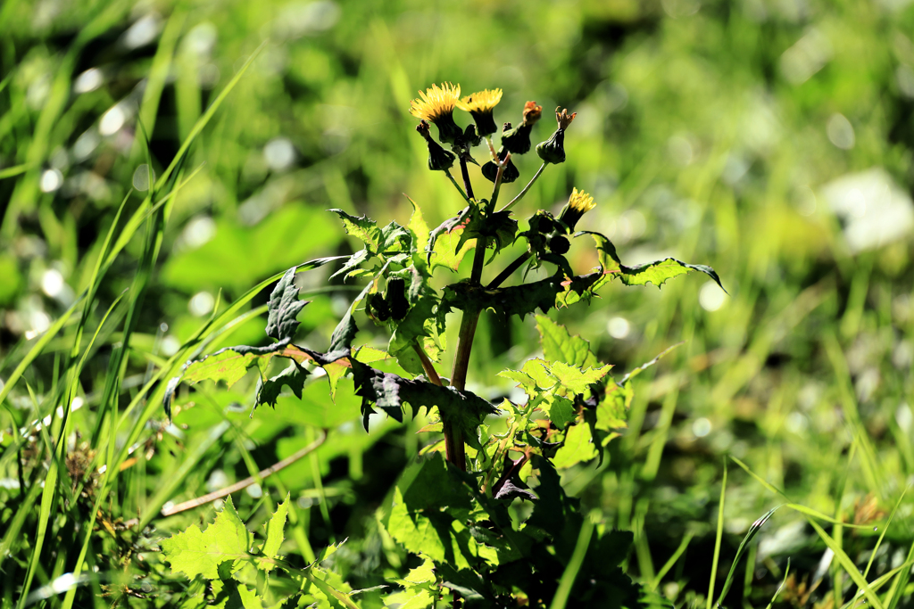 影が濃いアザミ
