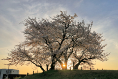 塚越古墳の桜　日の出