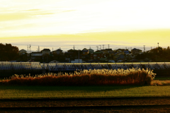 朝日を浴びるススキ