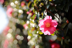 昼下がりの陽ざしを浴びる山茶花