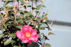 山茶花